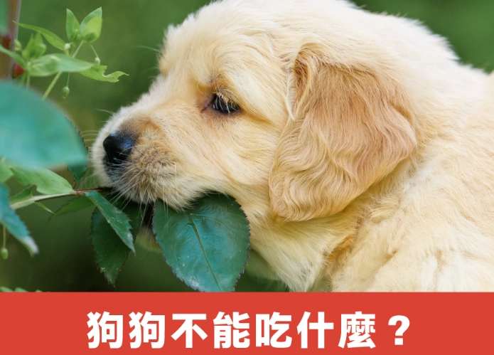 狗不能吃的食物