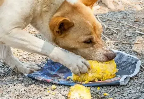 狗 吃 麵筋