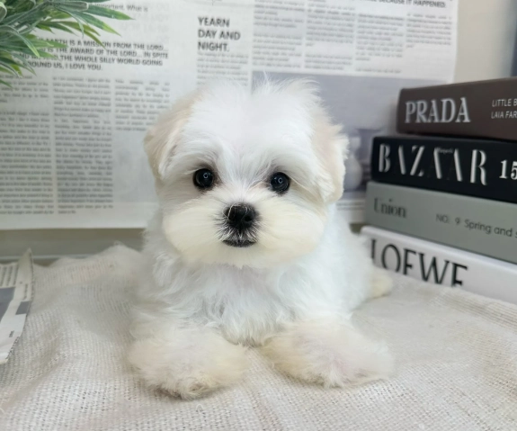 比熊犬 性格