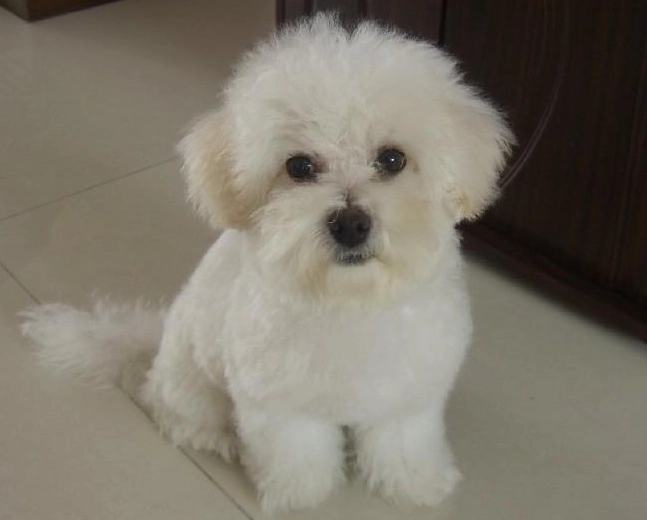 比熊犬 性格