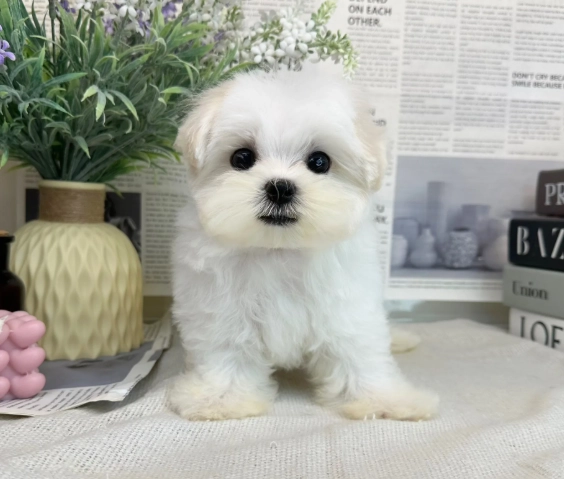 比熊馬爾濟斯差別