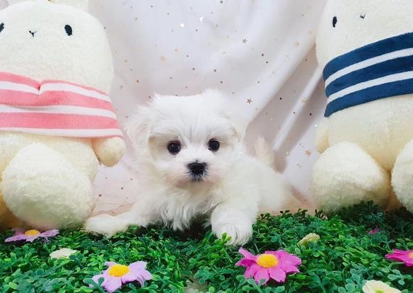 狗狗關節保健
