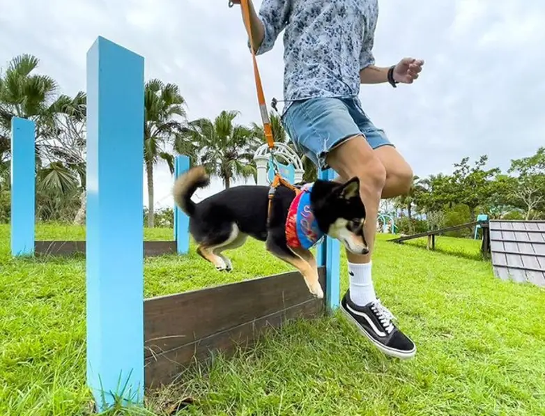 狗狗走路不穩