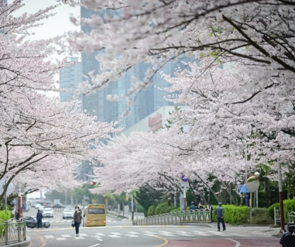 釜山櫻花季