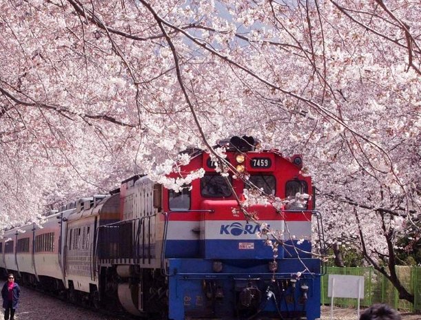 釜山櫻花季