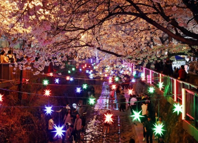 釜山櫻花季