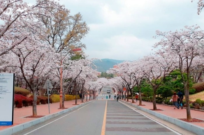 釜山櫻花季