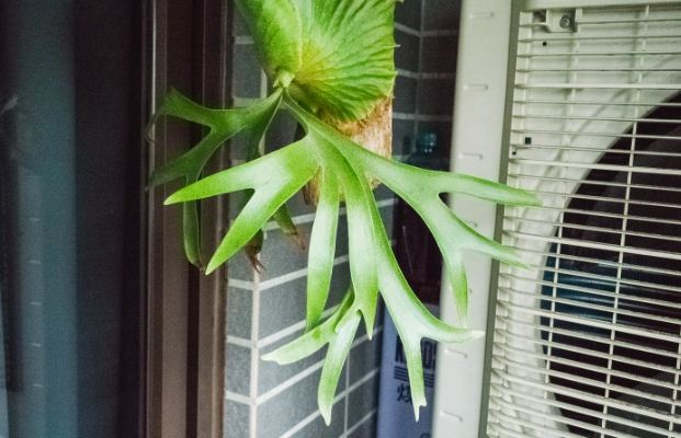 皇冠鹿角蕨