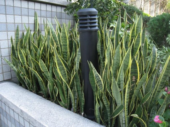 虎尾蘭分株 虎尾蘭分株