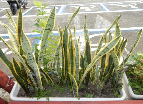 虎尾蘭分株 虎尾蘭分株