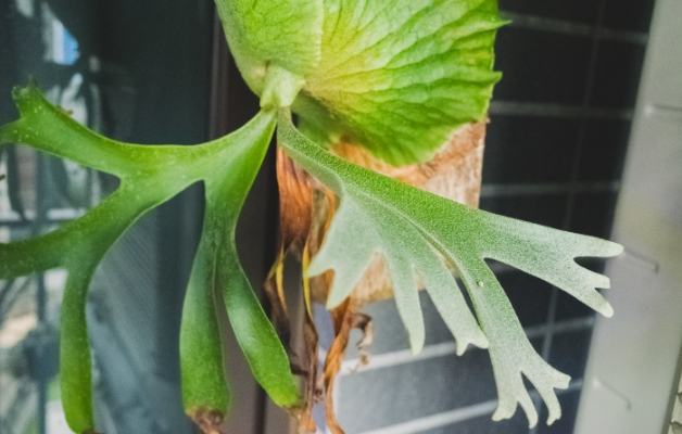 皇冠鹿角蕨