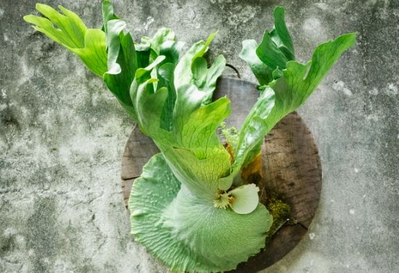 皇冠鹿角蕨