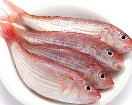 紅衫魚