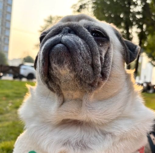 巴哥犬購買