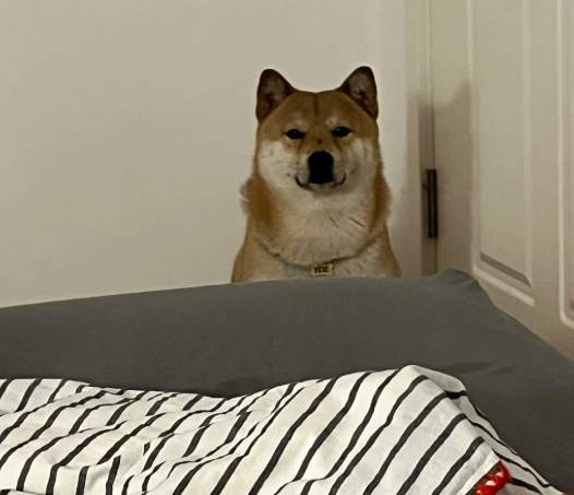 狗狗行为解读