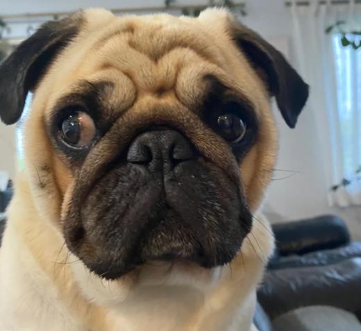 巴哥犬聰明嗎