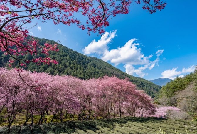 台灣夏季避暑