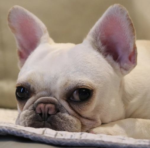 法國鬥牛犬性格