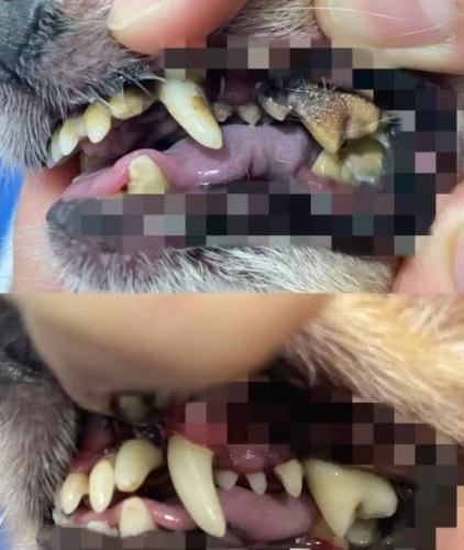 狗狗牙結石治療