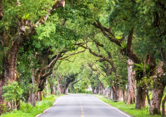 台東鹿野地圖