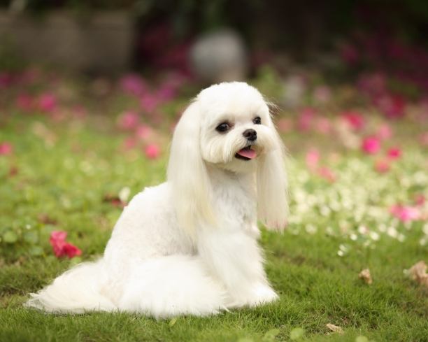 小型犬平均壽命