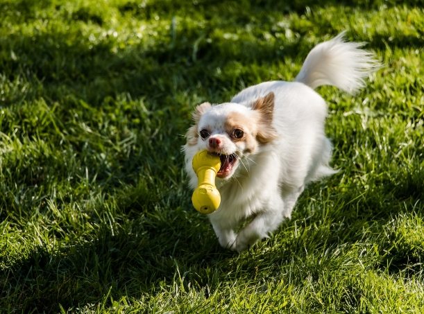小型犬品種介紹