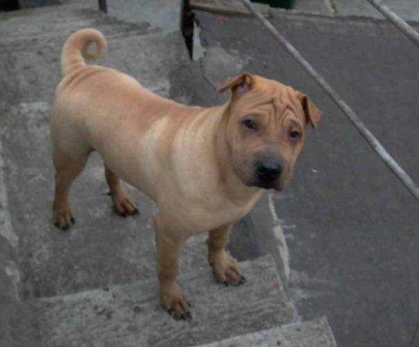骨嘴沙皮狗健康 骨嘴沙皮狗健康