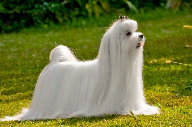 瑪爾濟斯犬健康