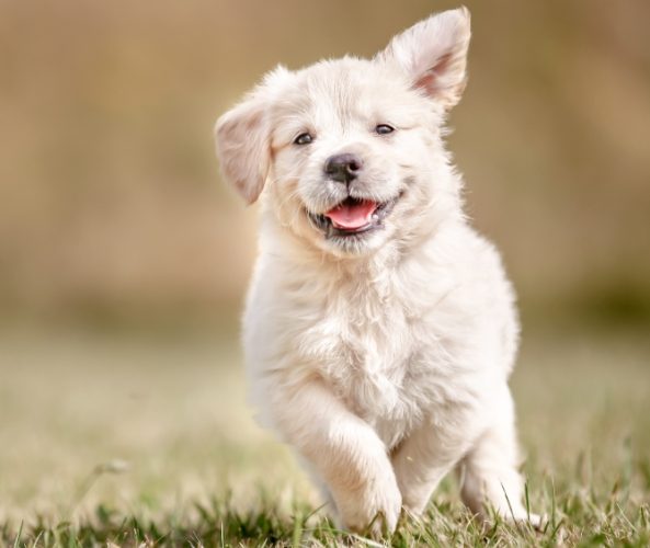 幼犬能量消耗