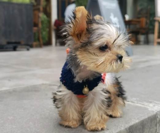 迷你犬飼養