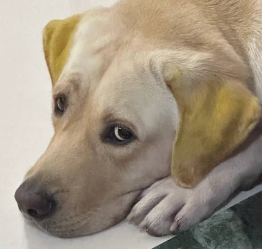 狗狗行为解读