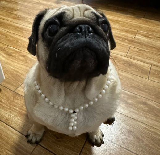 巴哥犬購買
