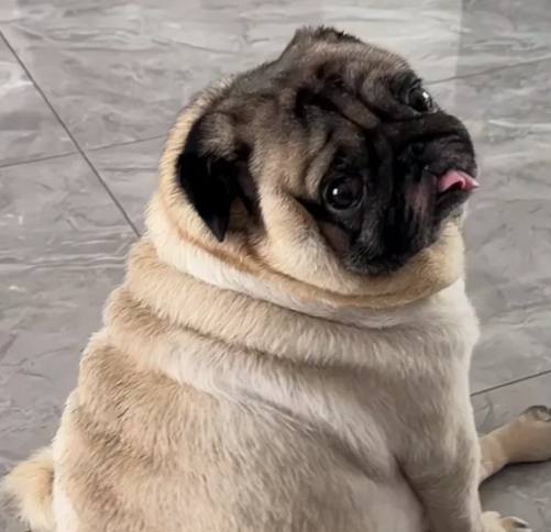巴哥犬購買