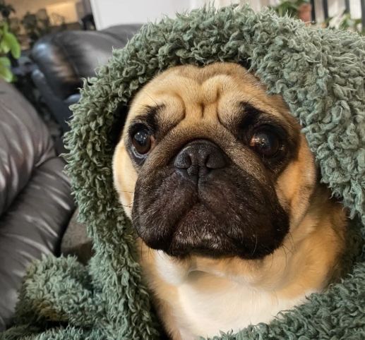 巴哥犬聰明嗎