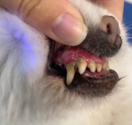 狗狗牙結石