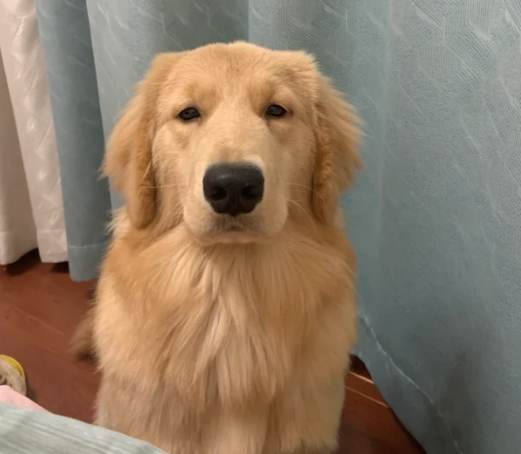 狗狗盯着主人原因
