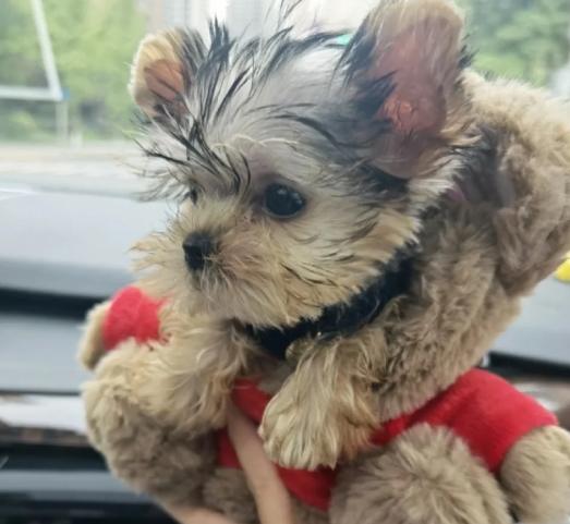 茶杯犬