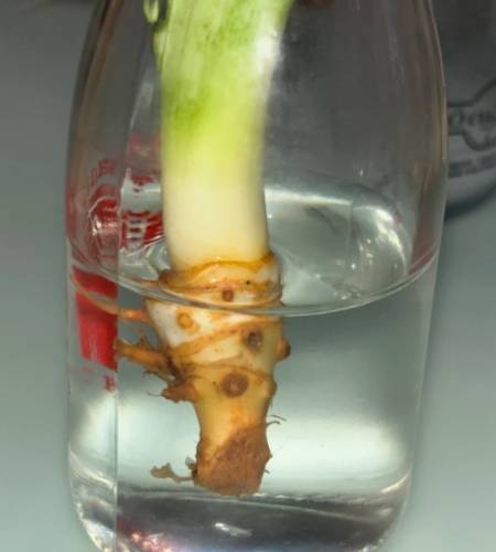 爛根處理
