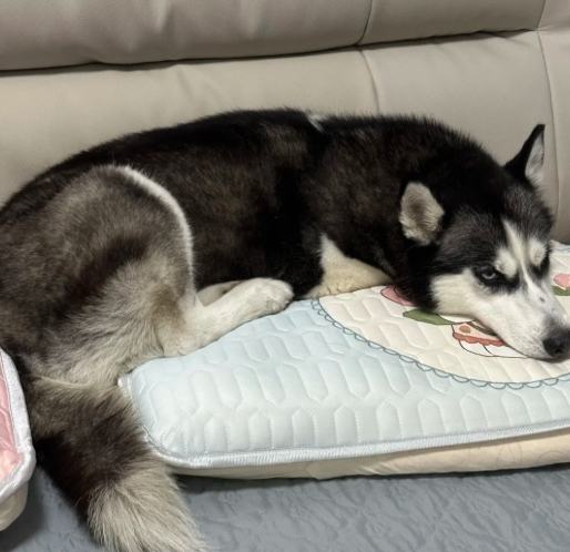 哈士奇行為缺點