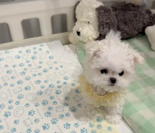 迷你犬飼養