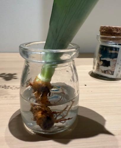 爛根處理