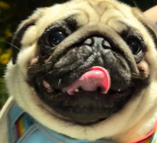 巴哥犬購買