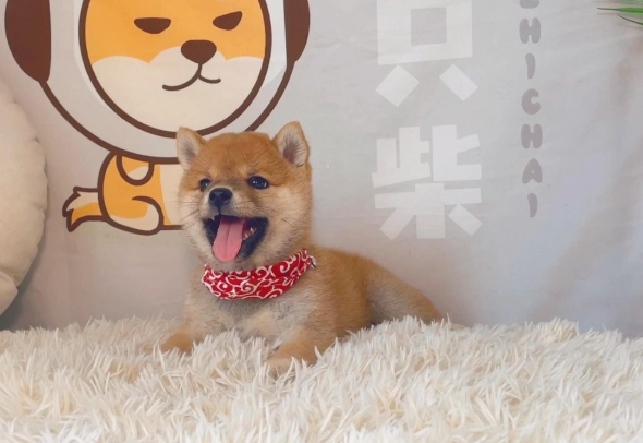 抱柴犬技巧