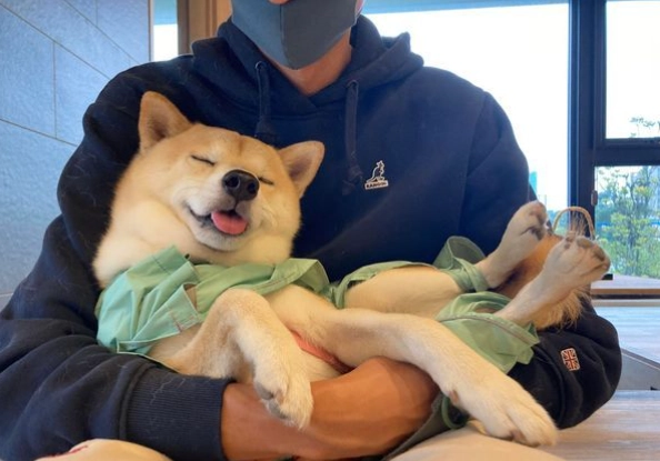 抱柴犬技巧