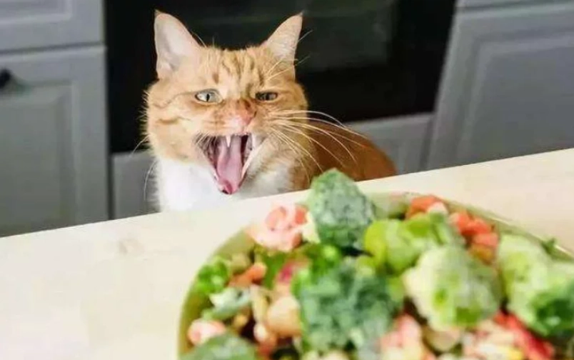 貓吃蔥危害