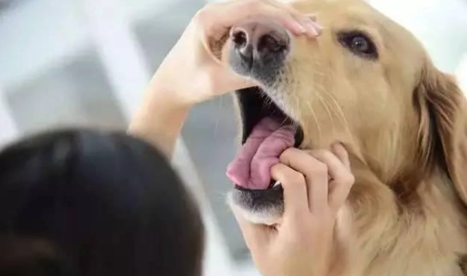 狗異物吞食危險