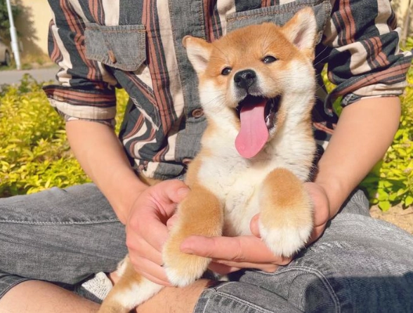 柴犬抱法