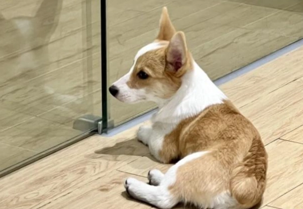 狗狗吠叫原因