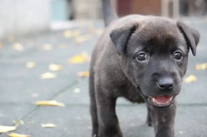 幼犬飼養方法