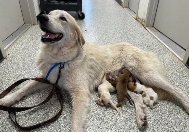 幼犬飼養方法